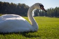 Beautiful white sitting swan in the middle of summer meadow. Bird with white feather on green grass. Elegance and peace background