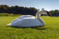 Beautiful white sitting swan in the middle of summer meadow. Bird with white feather on green grass. Elegance and peace background