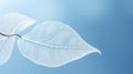 Beautiful white skeletonized leaf on light blue background