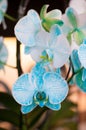 Beautiful white and sky blue color Orchid Royalty Free Stock Photo