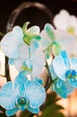 Beautiful white and sky blue color Orchid Royalty Free Stock Photo