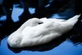 A beautiful white sleeping swan swimming in the water of the lake.