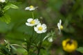 White small wild strawberry flower growing in the green forest among the leaves in natural habitat Royalty Free Stock Photo