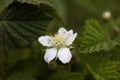 White small wild strawberry flower growing in the green forest among the leaves in natural habitat Royalty Free Stock Photo