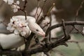 White snake with blue eyes on a cherry blossom branch. Ball python. White python in Spring Garden. Exotic pet portrait Royalty Free Stock Photo