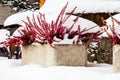 Beautiful snow on the flowering heather Royalty Free Stock Photo