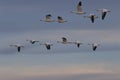 Beautiful white snow geese soar across sunset sky Royalty Free Stock Photo