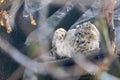 Beautiful white Snow Leopard cat, Irbis Royalty Free Stock Photo