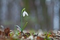 Beautiful white snowdrop flower growing in the forest Royalty Free Stock Photo