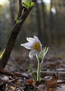 Beautiful white snowdrop is growing in forest