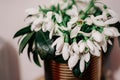 Beautiful white snowdrops blooming unusual metal vase in light,