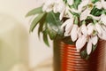 Beautiful white snowdrops blooming unusual metal vase in light,