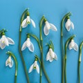 Beautiful white snowdrops on a blue background.