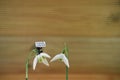 Beautiful white snowdrops with cute miniature person figurine holding a sign board for hello spring