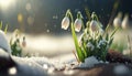 Beautiful White Snowdrops Emerging from Snow at the edge of a forest on a bright Spring Generative AI