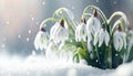 Beautiful White Snowdrops Emerging from Snow at the edge of a forest on a bright Spring Generative AI