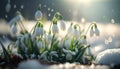 Beautiful White Snowdrops Emerging from Snow at the edge of a forest on a bright Spring Generative AI