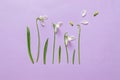 Beautiful white snowdrops flowers on color background. Spring minimal concept