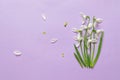 Beautiful white snowdrops flowers on color background. Spring minimal concept