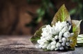 Beautiful white snowdrops Galanthus nivalis with natural bokeh on wooden background, space for text Royalty Free Stock Photo