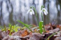 Beautiful white snowdrops growing in the forest Royalty Free Stock Photo