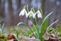 Beautiful white snowdrops growing in the forest Royalty Free Stock Photo
