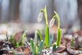 Beautiful white snowdrops growing in the forest Royalty Free Stock Photo