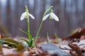 Beautiful white snowdrops growing in the forest Royalty Free Stock Photo