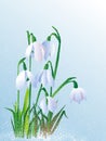 Beautiful white snowdrops Royalty Free Stock Photo