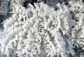 Beautiful snowy tree branches in winter, Lithuania Royalty Free Stock Photo