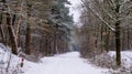 Beautiful white snowy forest landscape scenery, the woods in winter season, trees and road covered in snow, European forest in the Royalty Free Stock Photo