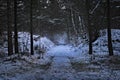 Snowy forest path with pine trees on cold foggy winter morning in the Netherlands Royalty Free Stock Photo