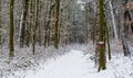 Beautiful white snowy forest road with a marked tree and lots of plants, walking path fully covered in snow, winter season in a Royalty Free Stock Photo