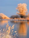 Snowy trees near river Aukstumala, Lithuania Royalty Free Stock Photo