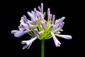 Beautiful white and soft purple agapanthus africanus flower isolate on black background Royalty Free Stock Photo