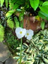 beautiful white spade-leaf - ecinodorus cordifolius flower blossom