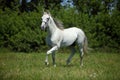 Beautiful white spanish stallion