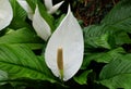 Beautiful white Spathe Flower `Sweet Pablo`, a tropical plant Royalty Free Stock Photo