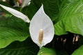 Beautiful white Spathe Flower `Sweet Pablo` at full bloom indoors Royalty Free Stock Photo