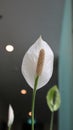 Beautiful White Spathiphyllum flower or Peace Lily as ornamental plant Royalty Free Stock Photo