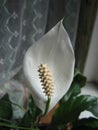 Beautiful white Spathiphyllum flower in the room. Royalty Free Stock Photo