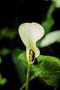 Beautiful White Spathiphyllum Peace Lily Flower Royalty Free Stock Photo