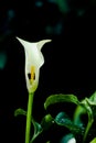 Beautiful White Spathiphyllum Peace Lily Flower Royalty Free Stock Photo