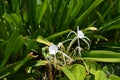 Beautiful white Spider Lilies adorn the landscape in Mexico