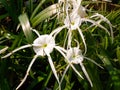 Beautiful white spider lily flowers Royalty Free Stock Photo