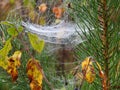 White speeder net in forest, Lithuania