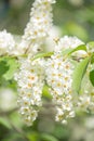 Beautiful white spirea blossom with bees flying near at Spring day in tropical garden, closeup