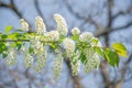 Beautiful white spirea blossom at Spring day in tropical garden, closeup