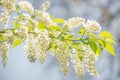 Beautiful white spirea blossom at Spring day in tropical garden, closeup