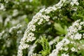 Beautiful white spirea close up. Blooming brunch of spirea bush. spring seasonal background.